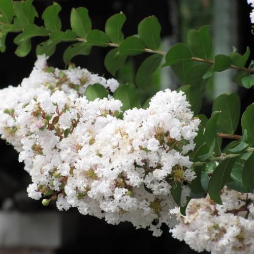 White flowers with lime center, lime stigma, pink style, yellow stamen, lime buds, green stems, brown branches, green leaves, yellow midrib, veins and blades.