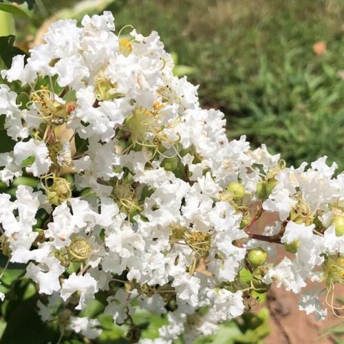 White flowers with lime center, lime stigma, lime-yellow style, yellow anthers, lime filaments, lime buds, brown stems and green leaves.