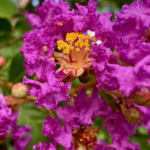 Magenta flower with beige center and filaments, scarlet style, beige-burgundy buds, beige sepals, burgundy-lime stems, yellow anthers, yellow-beige stigma.
