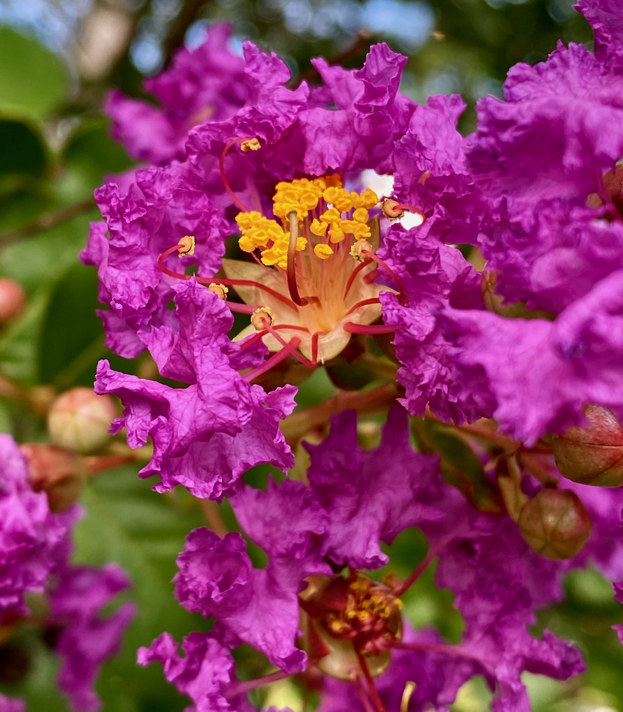 royal-purple, ruffled flowers with orange stamens and reddish-green stems
