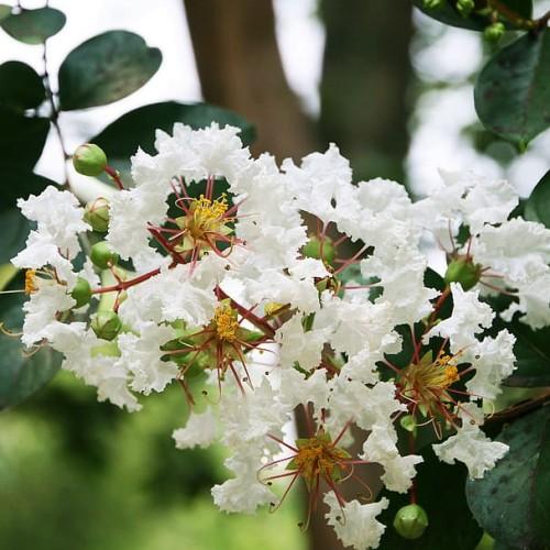 White flowers with lime center, lime stigma, burgundy style, yellow antherslime filaments, green buds, burgundy stems and dark-green leaves.