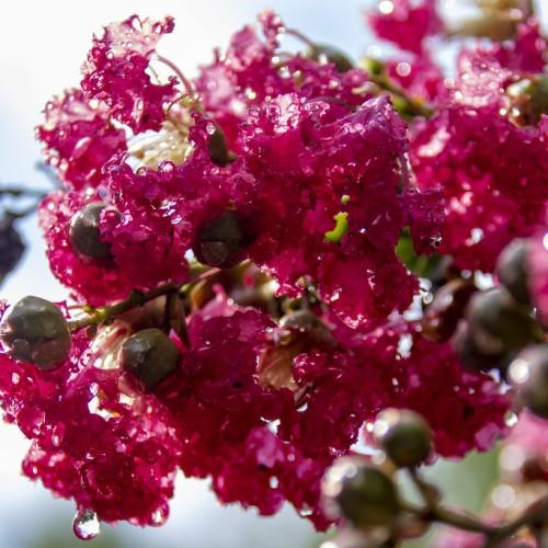Magenta flower with dark-brown buds, green leaves and brown stems.