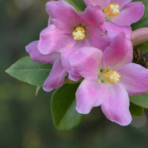 whitish-purple, star-shaped flowers with yellow-white center and smooth, ovate-shaped green leaves