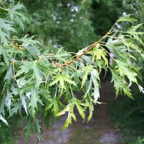 lime-green leaves and green-brown stems
