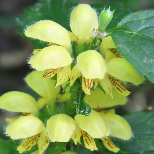 clusters of lemon-yellow, funnel-shaped, hairy flowers with brown markings on lower lips, green, hairy, sepals, green, hairy stems, and green leaves