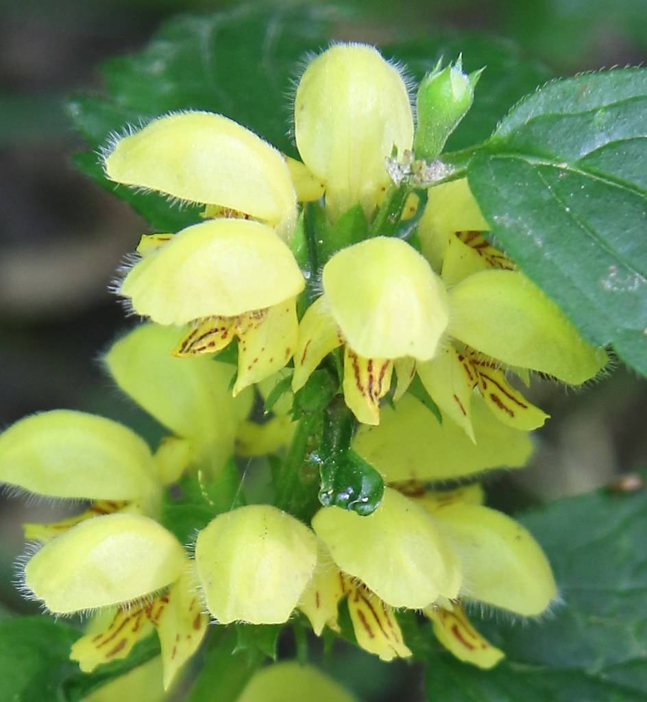 clusters of lemon-yellow, funnel-shaped, hairy flowers with brown markings on lower lips, green, hairy, sepals, green, hairy stems, and green leaves
