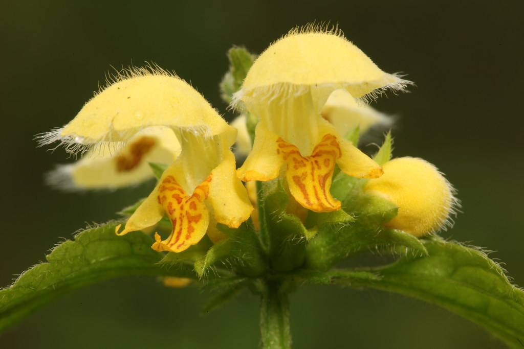 showy yellow flower with hairy, hooded, upper-lip, yellow, large lower lip with brown markings, and green, hairy sepal
