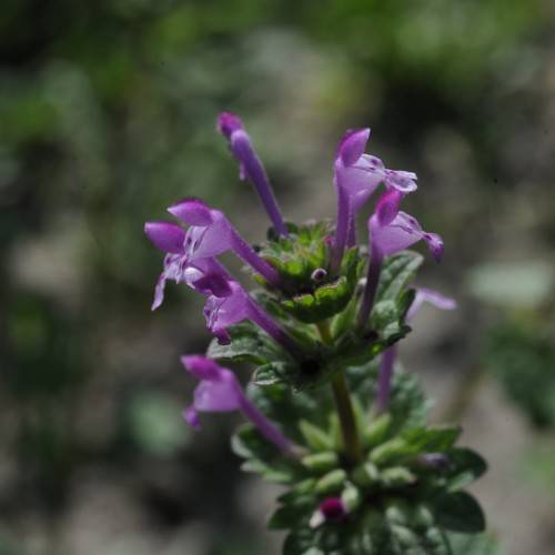 Purple, tubular-shaped flowers with dark-green sepals, and purplish-green stem