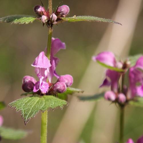clusters of purple, tubular-shaped flowers with  hairy, purplish-green stems, and toothed, hairy, green leaves with purple margins
