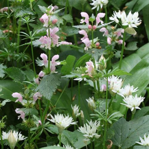 pink-white flowers with large, green leaves, and long, green stems
