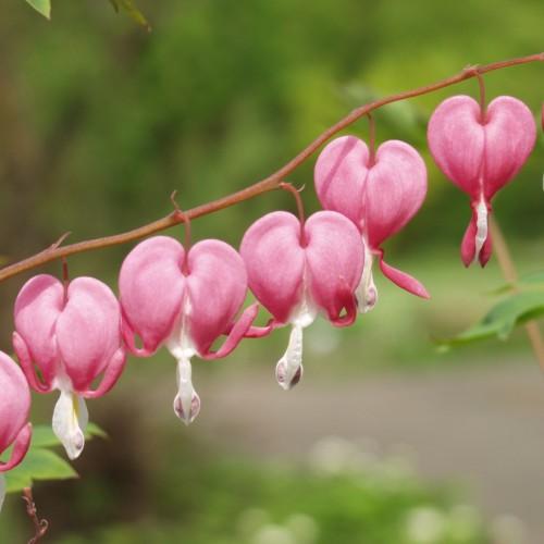 Pink flowers with white center and maroon stems