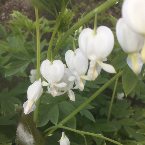 White, heart-shaped, smooth flowers with deeply cut green leaves, on slender green stems