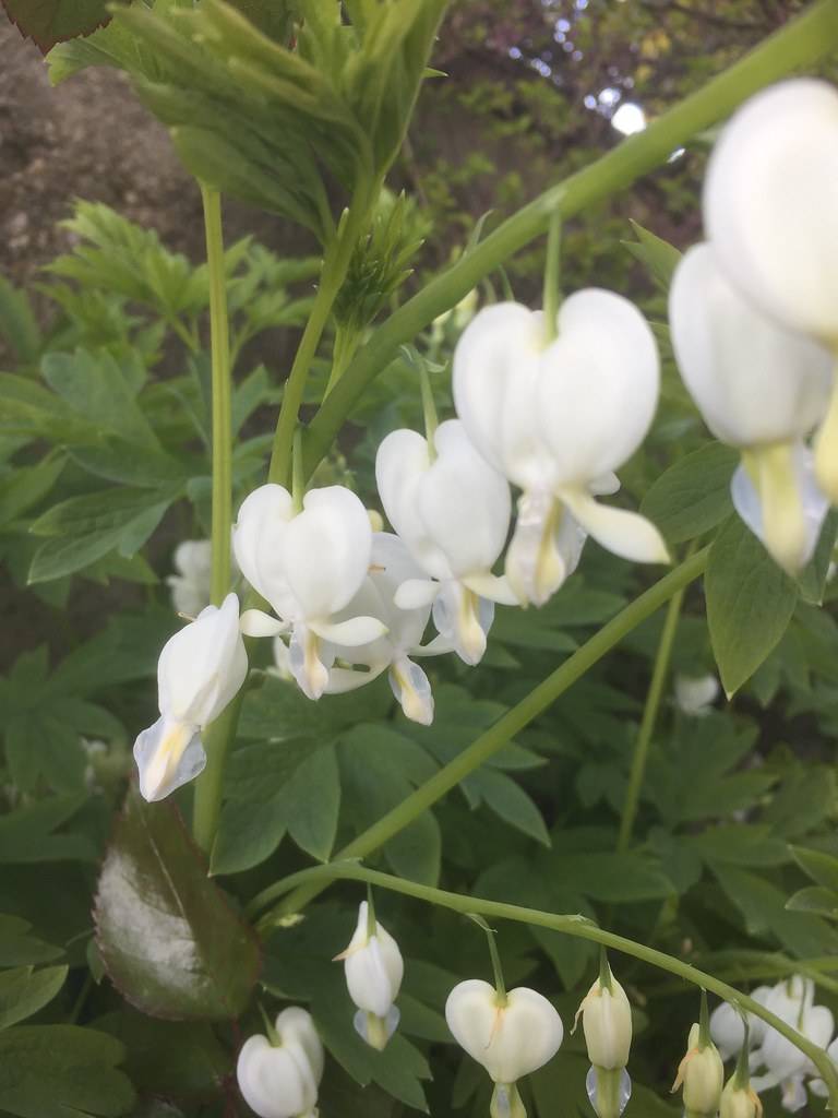 White, heart-shaped, smooth flowers with deeply cut  green leaves, on slender green stems