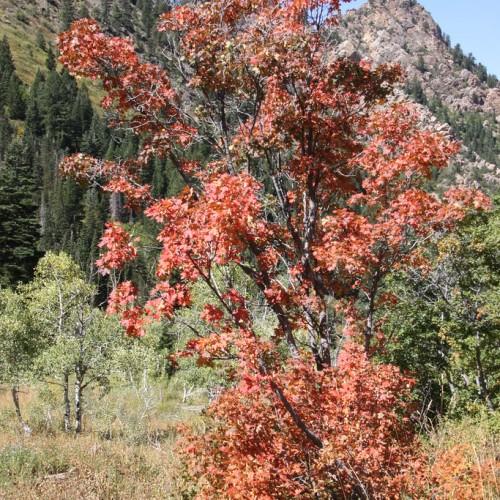 Tree with numerous brown-red branches and red-pink leaves on a gray-brown trunk,