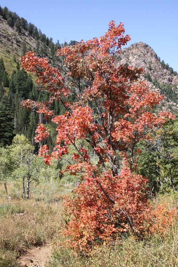 Tree with numerous brown-red branches and red-pink leaves on a gray-brown trunk,