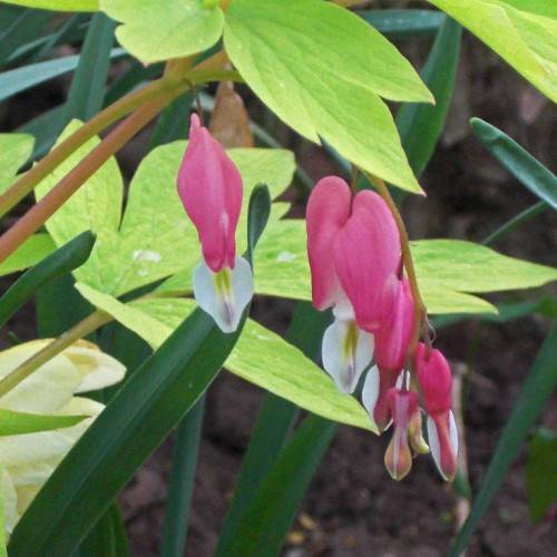 White-Pink, heart-shaped flowers with deeply cut green leaves, on slender green stems