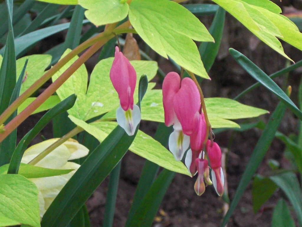 White-Pink, heart-shaped flowers with deeply cut green leaves, on slender green stems