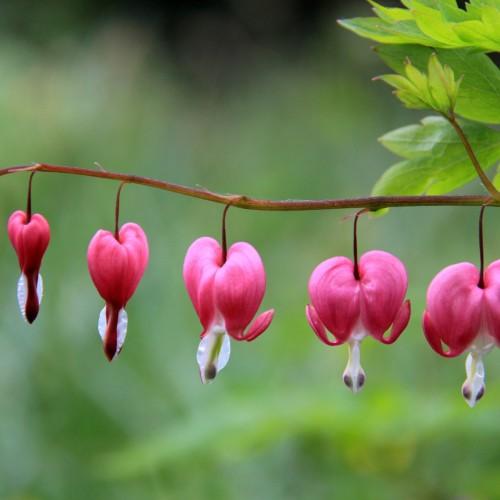 pink flowers with white center, maroon-white stigma and maroon-brown stems
