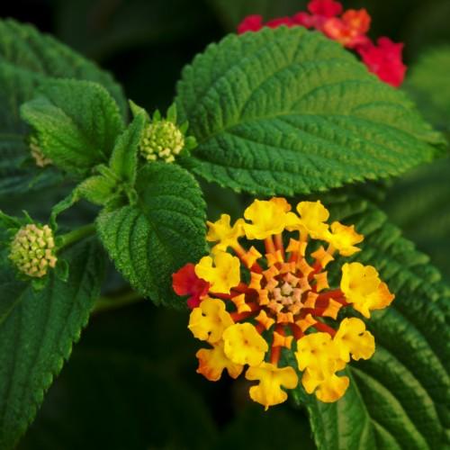 Yellow flower with brown center, orange-yellow anthers , yellow buds, green sepal, leaves and stems.