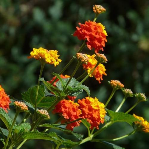 Orange flowers with yellow center, green stems and green leaves, orange-yellow buds, green sepal, yellow midrib and veins.
