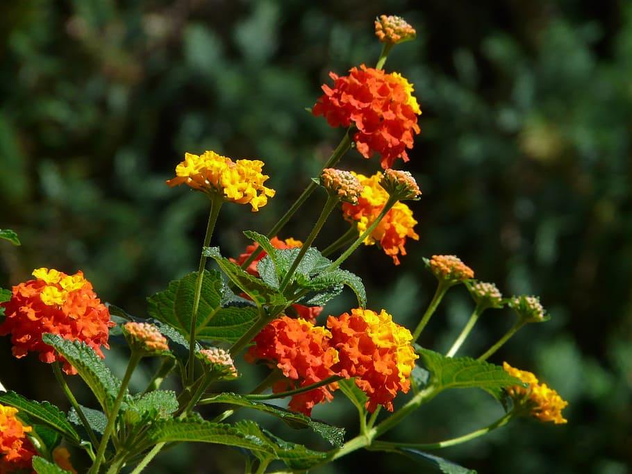 Orange flowers with yellow center, green stems and green leaves, orange-yellow buds, green sepal, yellow midrib and veins.