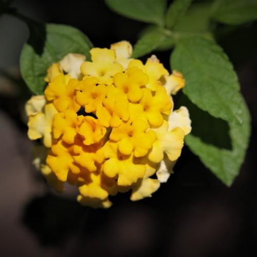 Yellow flowers with green leaves.