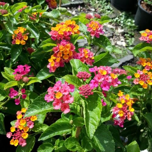 Pink-yellow flowers with pink buds, green leaves, green stems, yellow midrib and veins.