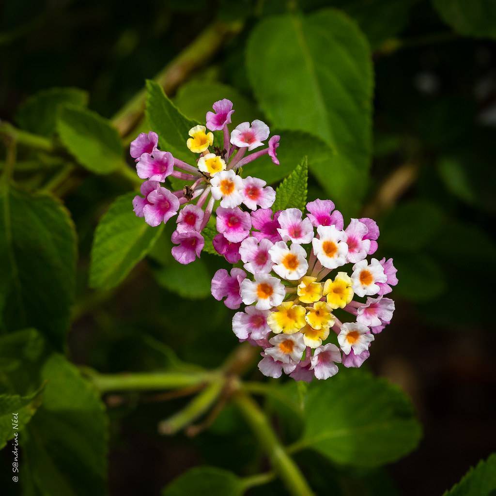 Clusters of vibrant, small, pink-orange-yellow-white flowers accompanied by lance-shaped green leaves with green stem