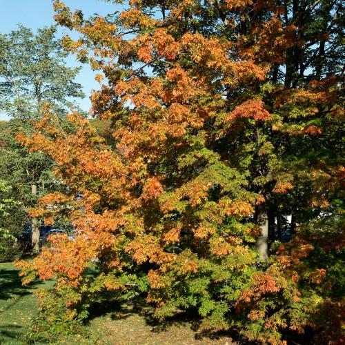 Countless gray-brown branches, gray-brown trunk, overloaded by tiny red-green leaves.