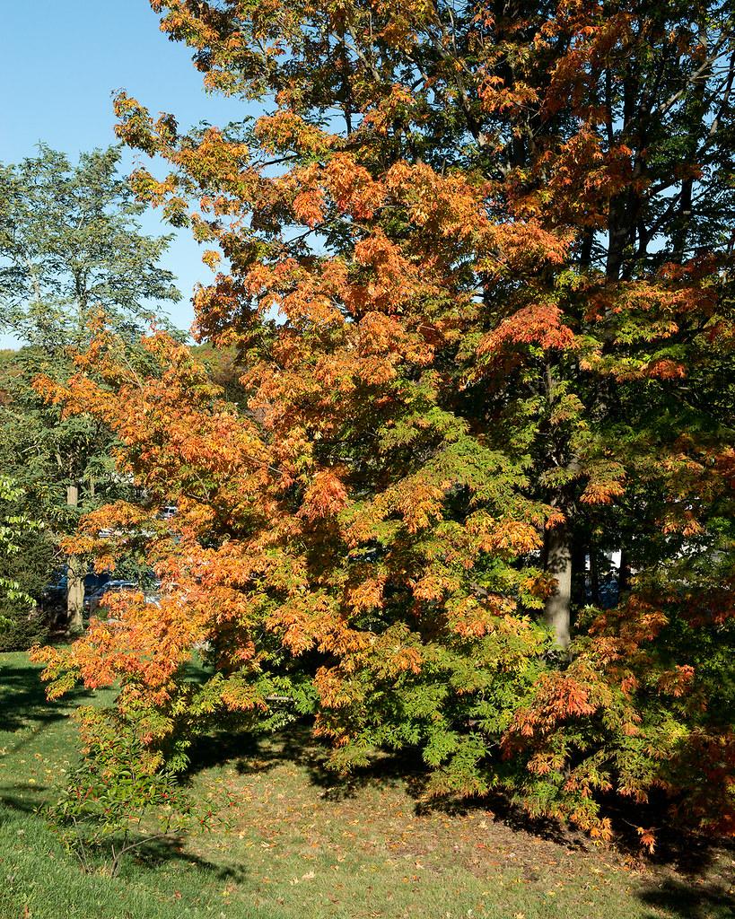 Countless gray-brown branches, gray-brown trunk, overloaded by tiny red-green leaves. 