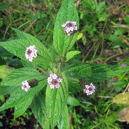 White flowers with lavander center, purple anthers, purple-green buds, green leaves and stems.