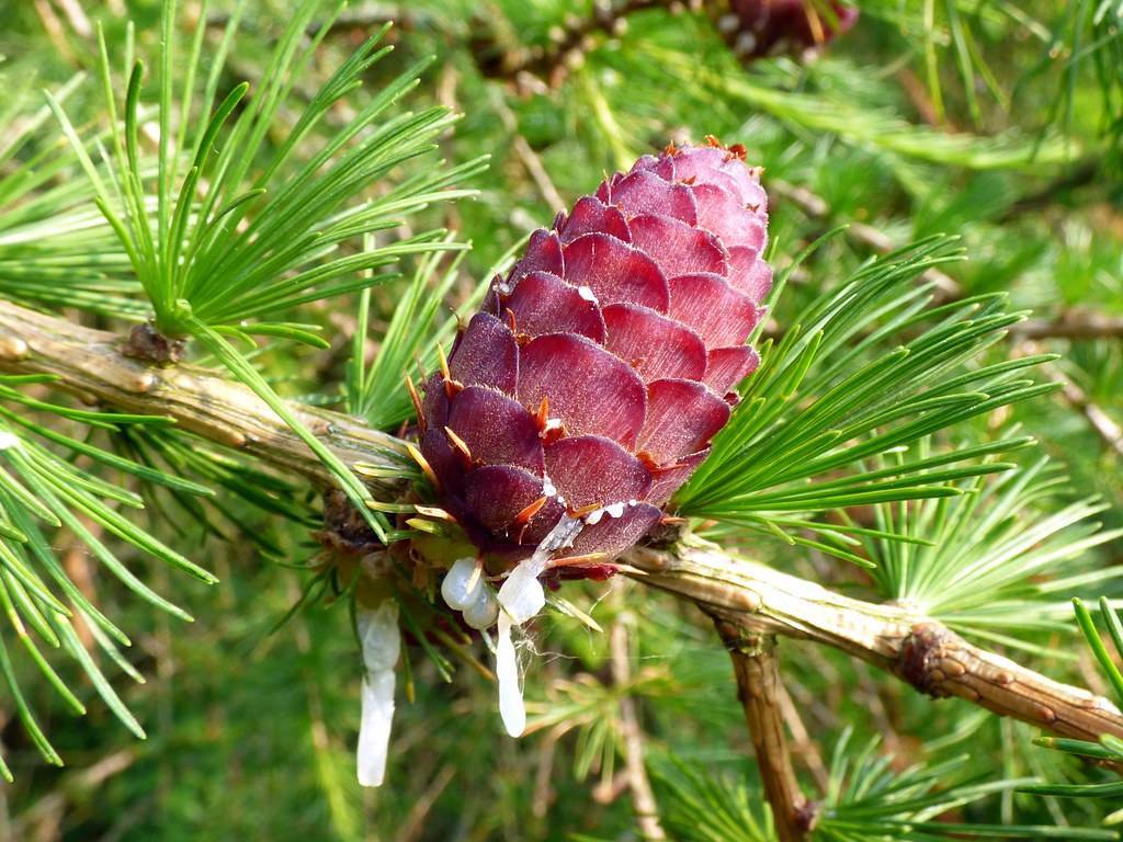 pink cone with woody brown stem and green leaves
