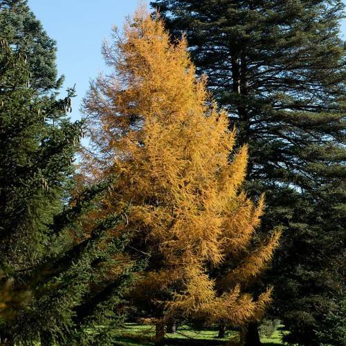 Golden-yellow foliage, pyramidal-shaped tree with upright brown trunk