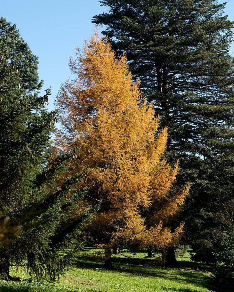 Golden-yellow foliage, pyramidal-shaped tree with upright brown trunk