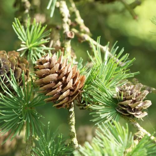 Beige cones with green leaves and yellow stems.