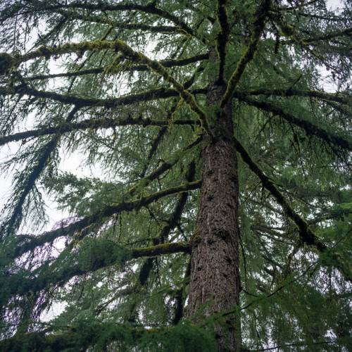 rough, gray-brown trunk with thin branches and feathery, green leaves