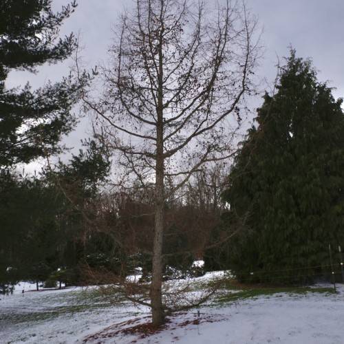rough, gray-brown trunk with thin branches standing in snowy weather