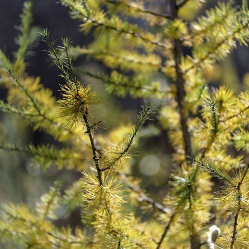 dark green stems with small, needle-like, golden-yellow leaves