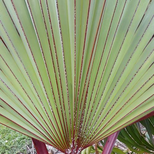 gray-green, fan-shaped leaf with burgundy stem and burgundy strips