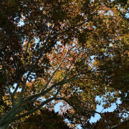 A tree has yellow leaves on the white-brown branches.