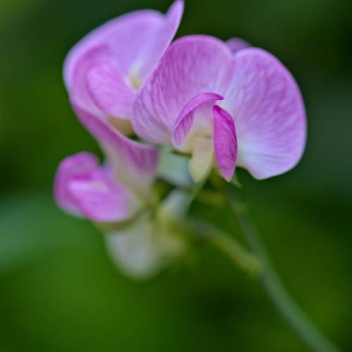 whitish-purple flower with purple veins with green stem