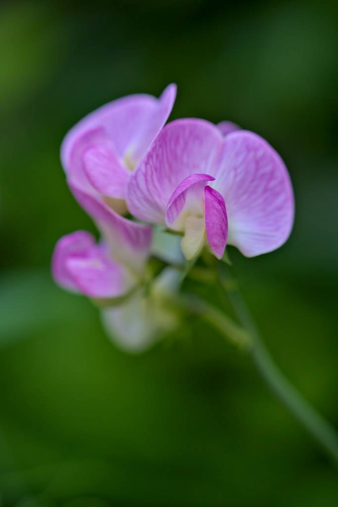 whitish-purple flower with purple veins with green stem