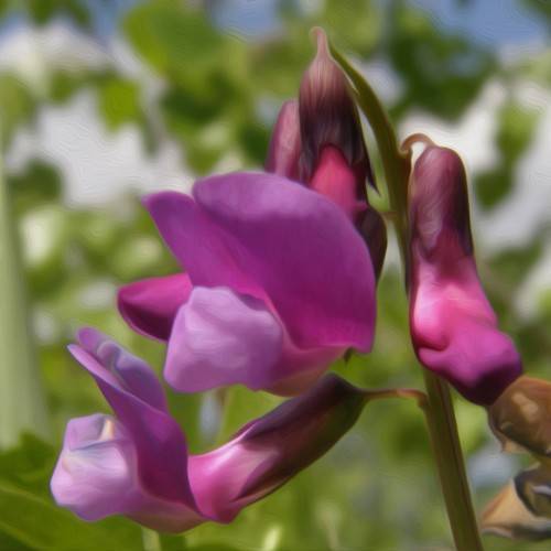 purple flowers with purple sepals, and creamy green stem