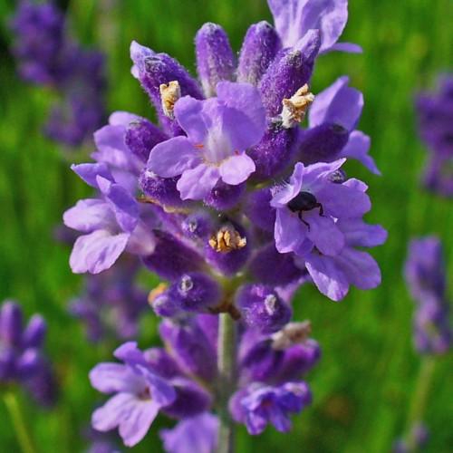 Violet flower and buds, white hair and green stems.