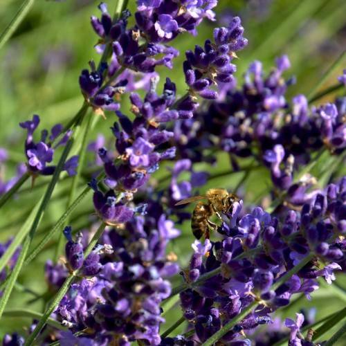 purple-blue, spike-shaped flowers along long, green stems