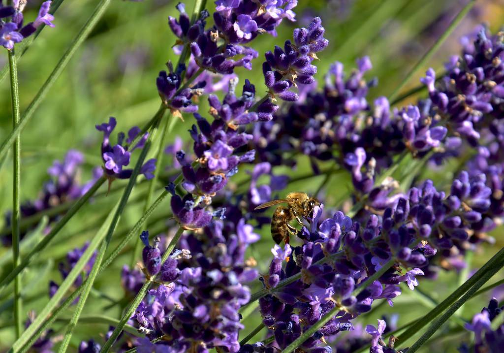 purple-blue, spike-shaped flowers along long, green stems