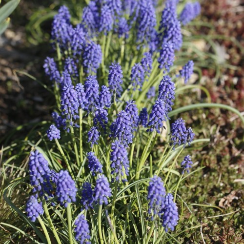 Indigo-white flower with indigo buds and green stems.