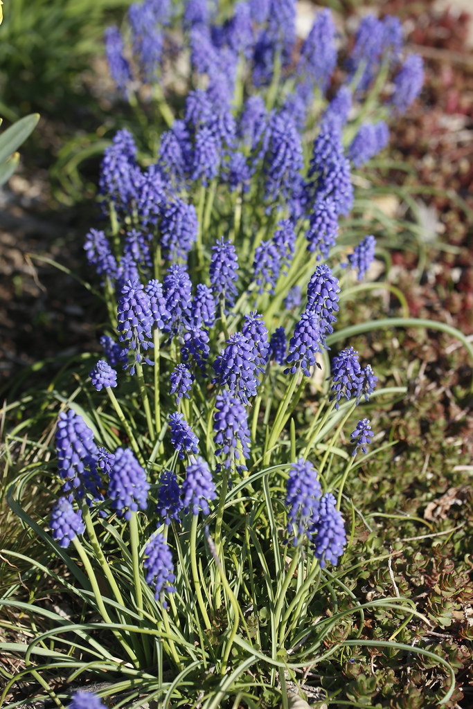 blue, spike-shaped flowers with long, green stems, and slender green leaves