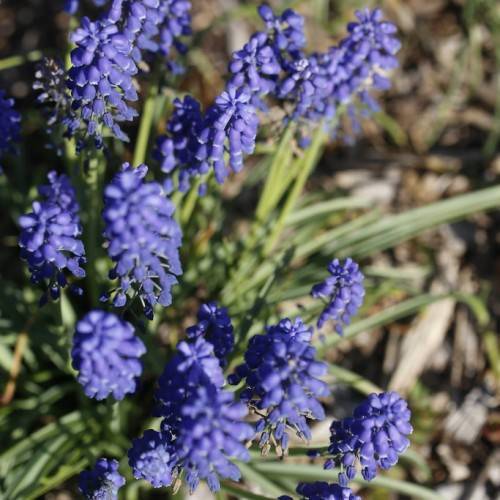blue, smooth conical small flowers along green long stems and leaves
