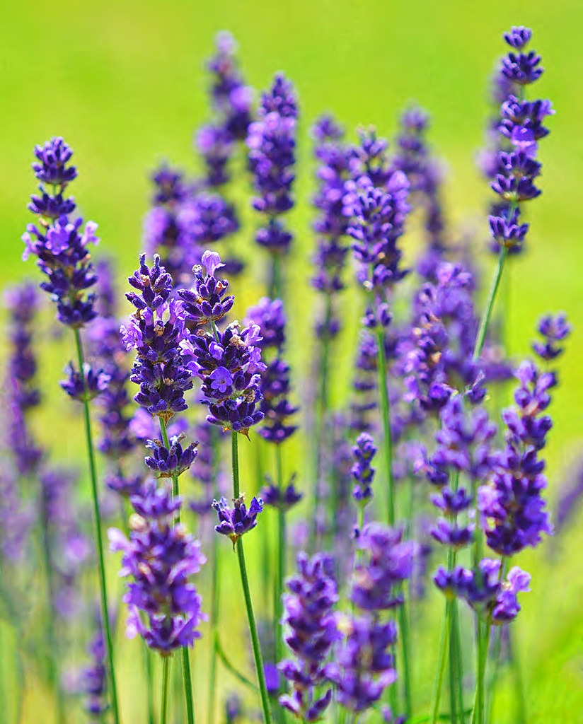 purple-blue spiky, velvety flowers with slender, long, green stems 




